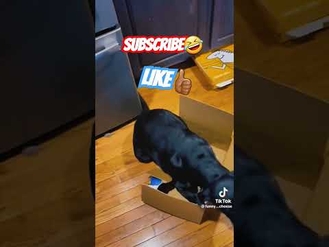 Funny Animals Part 1