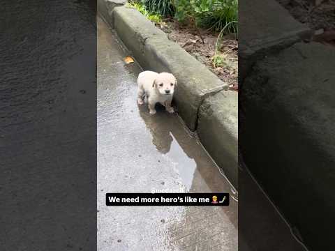 I Saved This Puppies Life 🥹