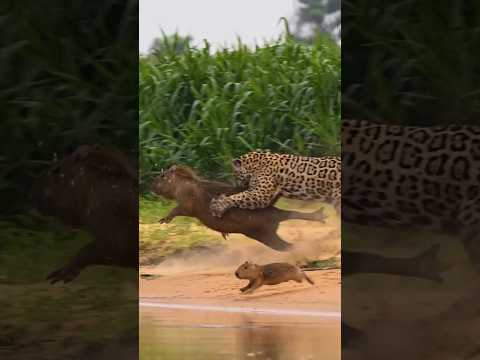 Jaguar Menyergap Capibara, Berhasil kah?