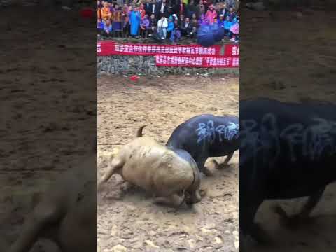 bull vs bull #bull  #animals #cow #funny #combatants
