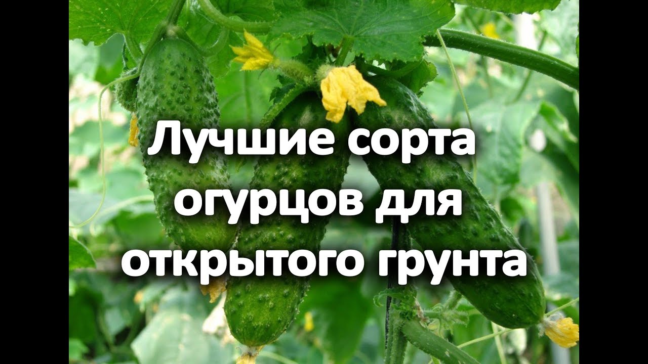 Вам обязательно захочется посадить эти огурцы у себя! Огурцы для открытого грунта