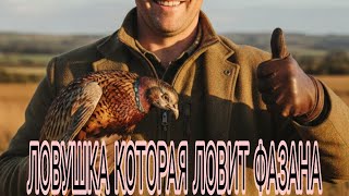 КАК ЛОВЯТ МНОГО ФАЗАНОВ ОПЫТНЫЕ ОХОТНИКИ НА ФАЗАНА. ЛОВУШКИ НА ФАЗАНА И ДРУГУЮ ПТИЦУ 