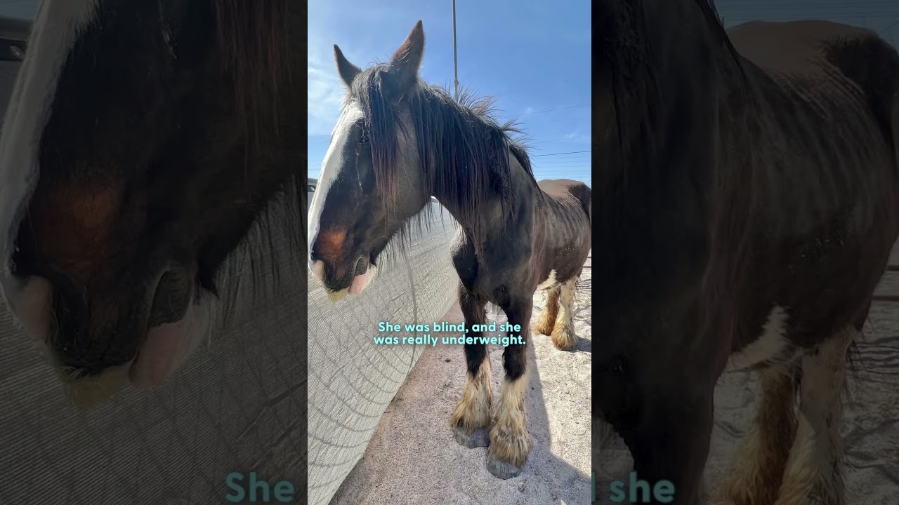 Emaciated Horse Meets A Horse Who Just Wants To Love On Her - The Dodo