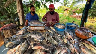 Old Scales & Rural Tales – A Village Street Fish Market with Super Master Cutting in Action!