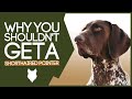 Understanding German Shorthaired Pointers