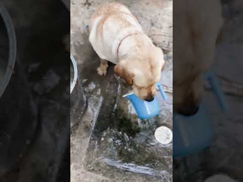 #petshub #smartdogs #rambuddy #doglove sart kutty buddy ๐โฃ๏ธ