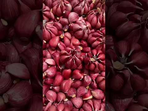 சிவப்பு நிறத்தில் பூண்டு 🧄 | RED GARLIC 😳 | Tamil Amazing Facts 🤯 | Shorts