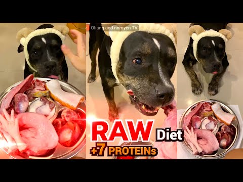 ♠️🐶Oli The Pit Bulls eats  🐷🐟🐚🐂🦆🐓🐐RAW 7 PROTEIN COMBO [ASMR] MUKBANG 犬が生の肉を食べる[咀嚼音] EP.44 of 2025