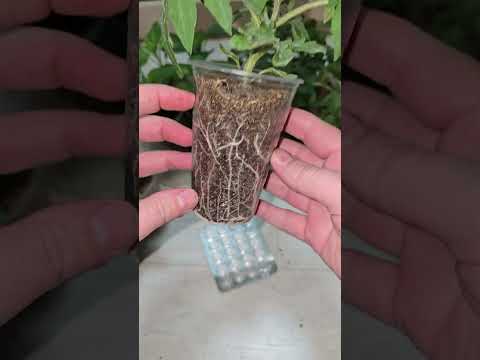 1 таблетка и рассада толстеет на глазах, из чахлой в мощную за пару дней  #plants #garden #огород