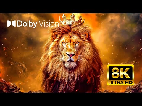 The KING OF ANIMALS - 8K VIDEO ULTRA HD HDR (Dolby Vision™)