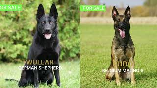 Command Control Protection Dogs CCPD #1   Protection Dogs For Sale