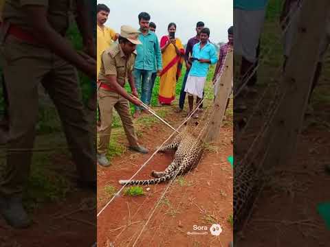 ?Leopard stuck in the fence rescued by the Team.AI generated video no Harm to the Animals Fun?.