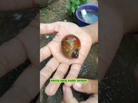 Mencuci siput menjadi bersih