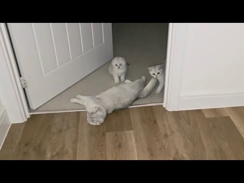 What dad cat, mom cat and kittens do at night