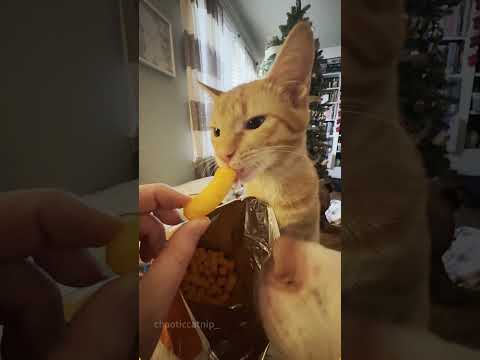 Its selfishness breaks my heart#cat #catsoftiktok #catlover #funny #funnyvideos #foryou #fypage