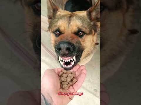 #strongest#pitbull #viral #shortvideo