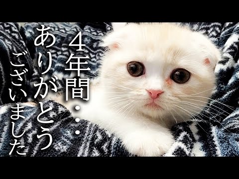 ハスキー犬に育てられた子猫は4年後こうなりました...