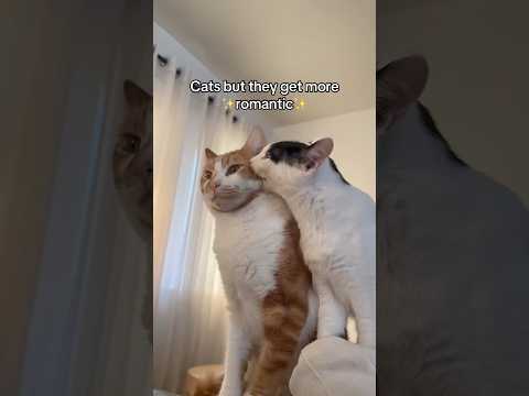 Which one is your favorite? ❤️ #cute #audio #music #cats #cat #kitten #tiktok #funny #fyp