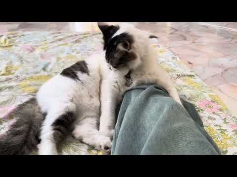 Cat’s love