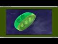 Photosynthesis and Chloroplast Functions