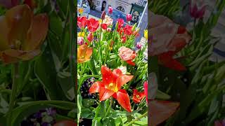 #vzkaz INTUITIVNÍ VZKAZ 💚🌿🌷