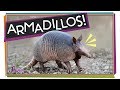 Armadillo Behavior and Characteristics