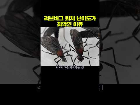 러브버그 퇴치 난이도가 최악인 이유 #러브버그