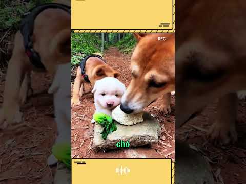 Chó to bắt nạt chó bé