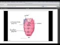 Taste Perception and Mechanisms