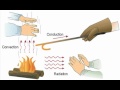 Exploring Heat Transfer: Conduction, Convection, and Radiation