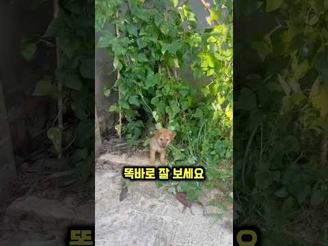 댕댕이가 몇 시간 동안 집에 오지 않는 이유