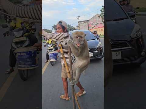 ada topeng monyet bisa jalan
