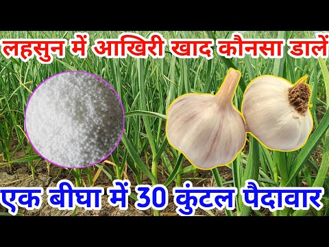 लहसुन में लास्ट खाद कब और कौनसा डालें || lahsun ki paidavar kaise badhayen