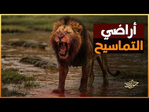 الأسود تغزو أرض التماسيح في أستراليا … والمستنقعات تشتعل صراعًا!