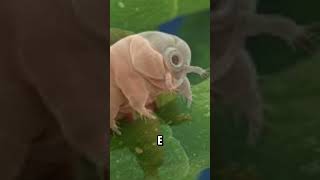 ¿Sabías que existe un animal capaz de sobrevivir en el espacio?