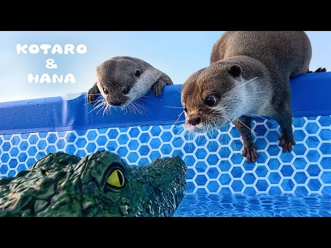 カワウソのプールにワニの頭が浮いてたらどうなるのか！？　Otters’ Hilarious Reaction to RC Crocodiles in Their Pool
