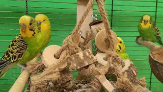 budgie sounds for lonely birds