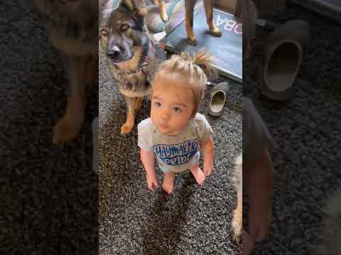 My Toddler knows her 7 dogs! #viral #trending #youtubeshorts #shorts #germanshepherd #ytshorts #dog