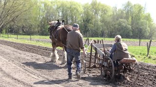 This is how our grandparents planted potatoes