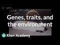 Himalayan Rabbit and Environmental Influence on Genes