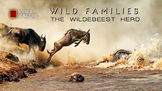The Great Wildebeest Migration - Wild Families