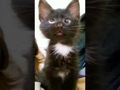 #cat #boy #viralvideo #trending #trendingshorts