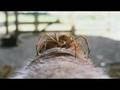 Charlotte's Web: Themes and Characters