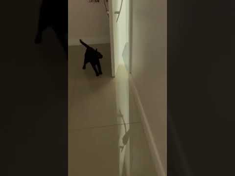 Minha gata é apaixonada pelo meu namorado | #Shorts #Gatos
