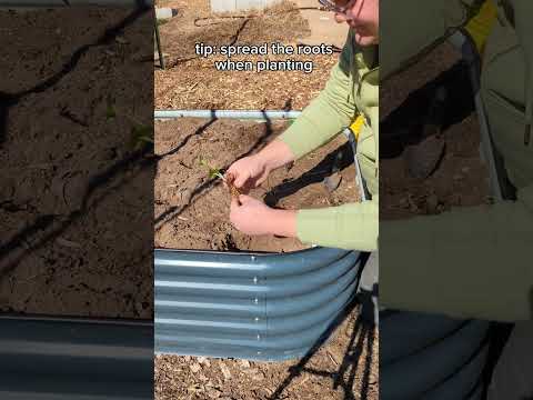 Don't Buy Individual Strawberry Plants!