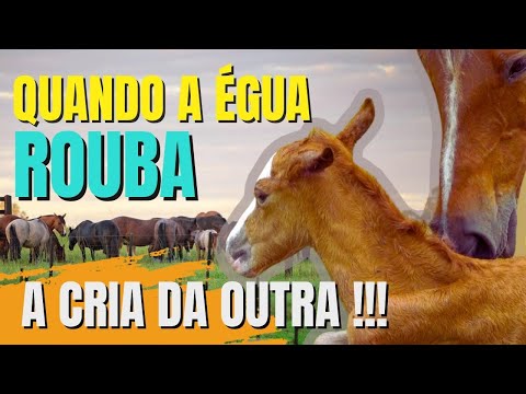 Comportamento de cavalos: Troca de potros, quando a égua rouba a cria da outra.