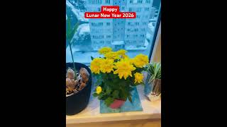 Tết Tết 2026 #lunarnewyear #tet #2026 #vietnameseculture