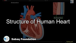 Structure of Human Heart