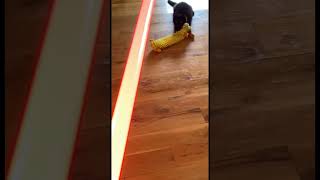 Sith Lord kitty