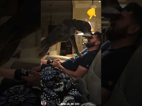Bro said try harder 🐶#funnyvideos #shortsfeed #viralshorts